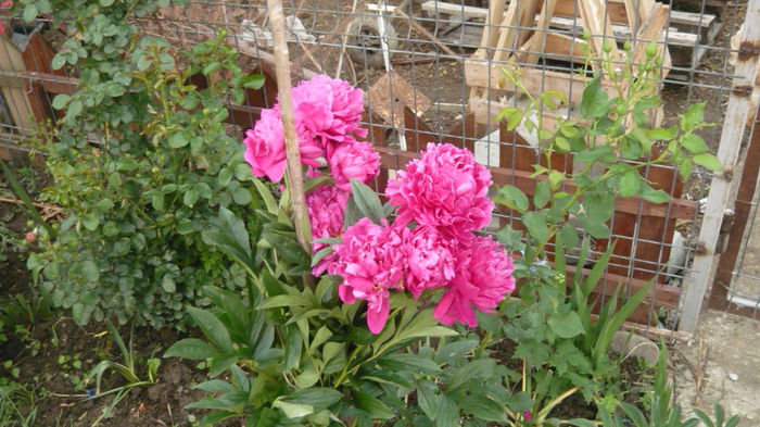 040 - bujori