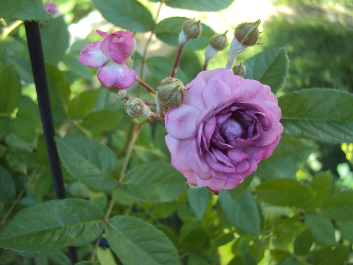 Rosemary Viaud- da
