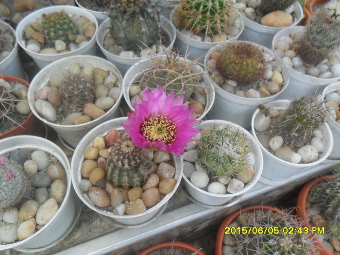 SAM_0026