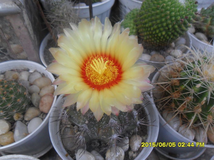 SAM_0027