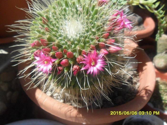 SAM_0041 - Cactusi si suculente 2015