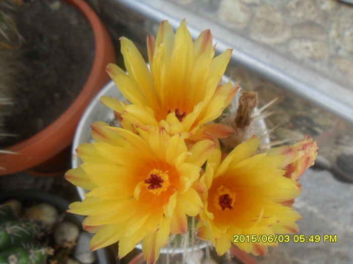 SAM_9960 - Cactusi si suculente 2015