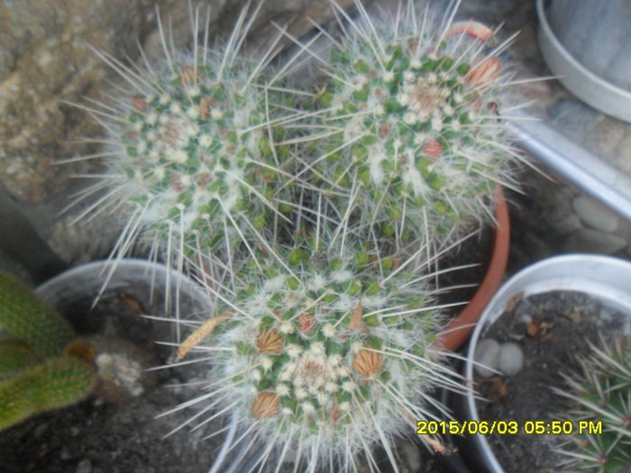 SAM_9961 - Cactusi si suculente 2015