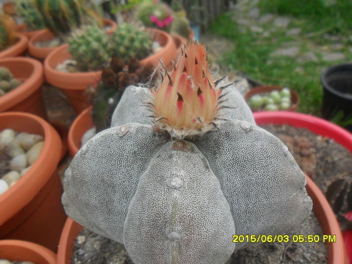 SAM_9964 - Cactusi si suculente 2015