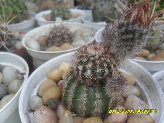 SAM_9978 - Cactusi si suculente 2015