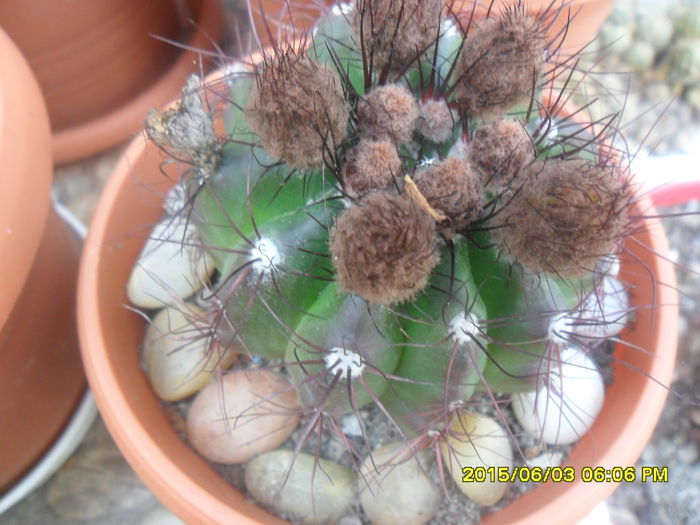 SAM_9981 - Cactusi si suculente 2015