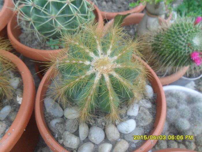 SAM_9982 - Cactusi si suculente 2015