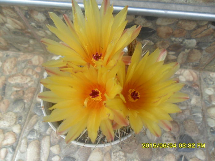 SAM_9996 - Cactusi si suculente 2015
