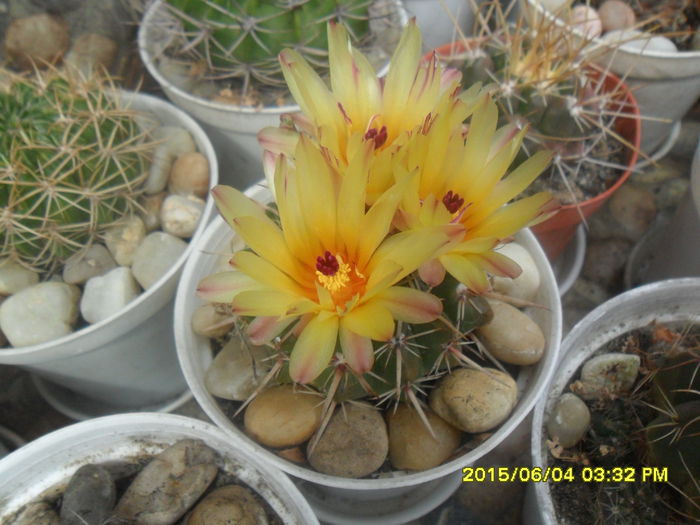 SAM_9997 - Cactusi si suculente 2015