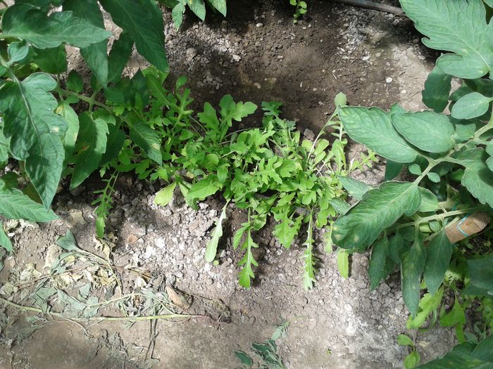 20150607_115650 - 0019 SERA construita in 2012