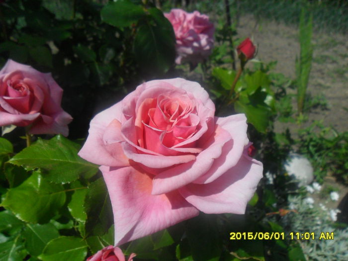 SAM_9917 - Serviciu 2015