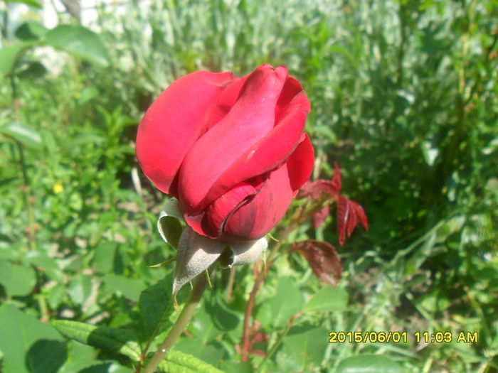 SAM_9925 - Serviciu 2015