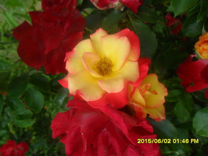 SAM_9950 - Serviciu 2015