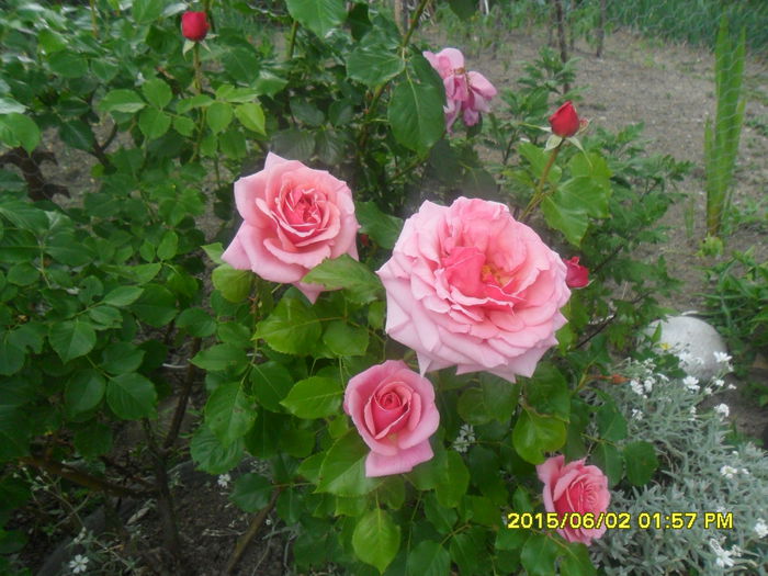 SAM_9954 - Serviciu 2015