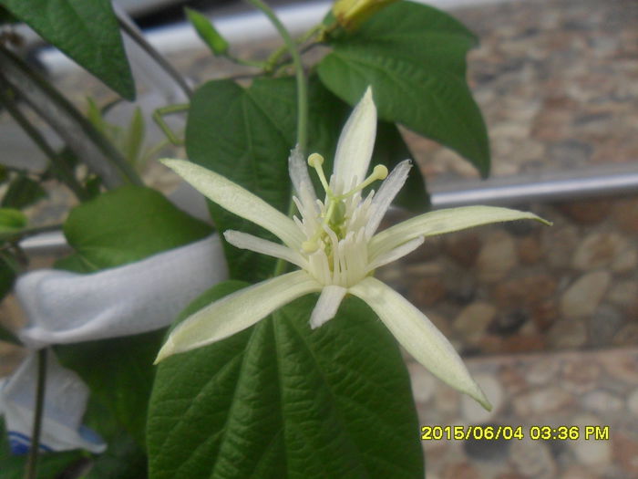SAM_0005 - Passiflora 2015
