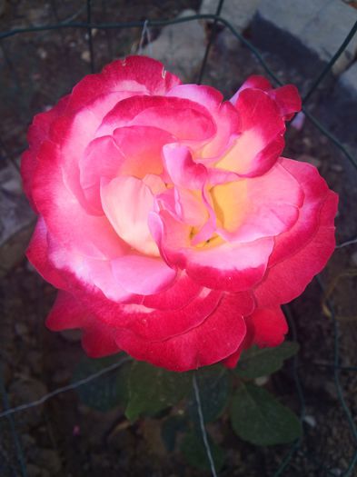 animo - Trandafiri plantati pe 15 01 2015 poze reale nu copiate