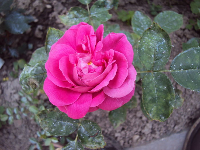 DSC08461