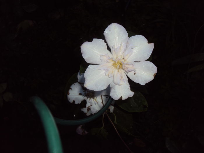 DSC08645 - 1 Clematite 2015