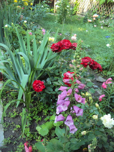 DSC08671 - 2015 Gradina