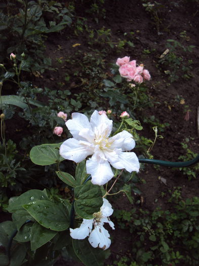 DSC08673 - 1 Clematite 2015