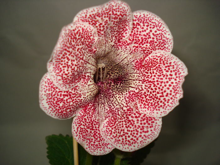 TV Berry - GLOXINIA 2015