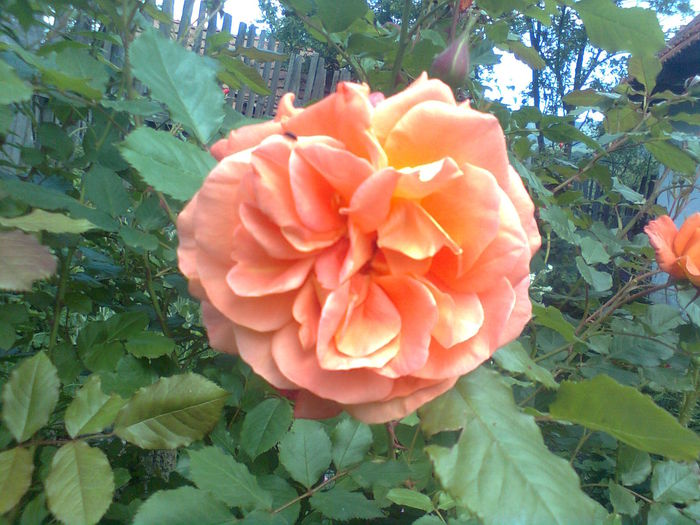  - Westerland-ROSE