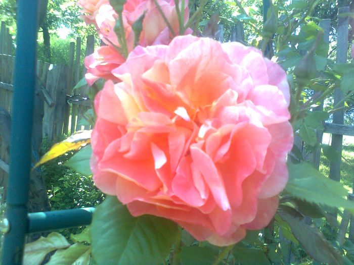  - Westerland-ROSE