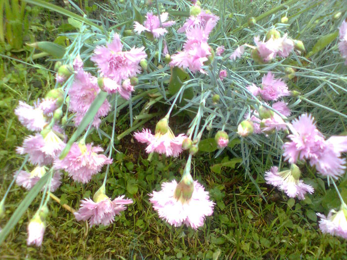  - PRIN GRADINA MEA 2015