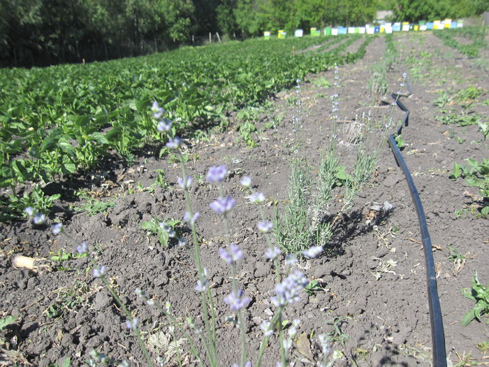 IMG_1783 - Lavanda primavara  2015