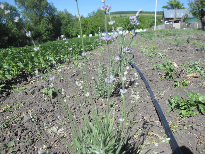 IMG_1785; lavanda 40 de zile de la plantare
