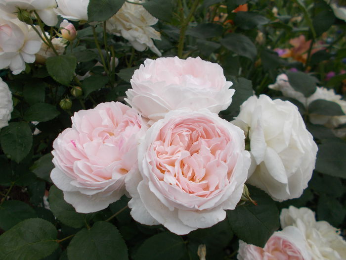 Winchester Cathedral