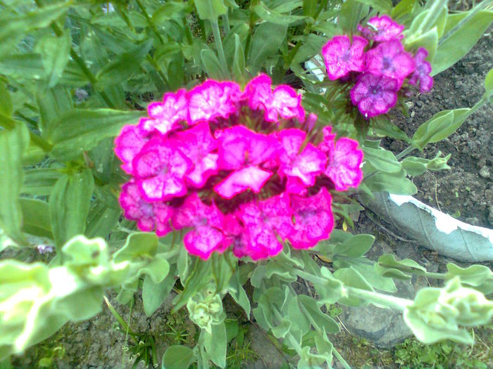 GAROFITE TURCESTI - PRIN GRADINA MEA 2015
