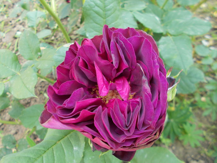 DSCN4791