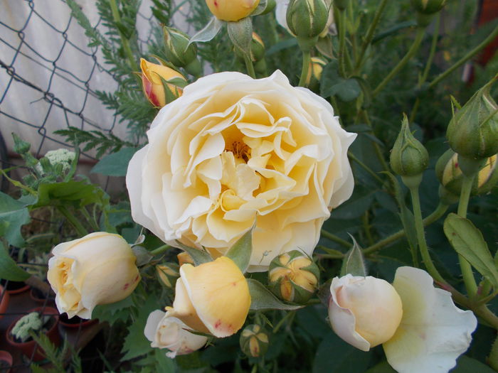 DSCN4849