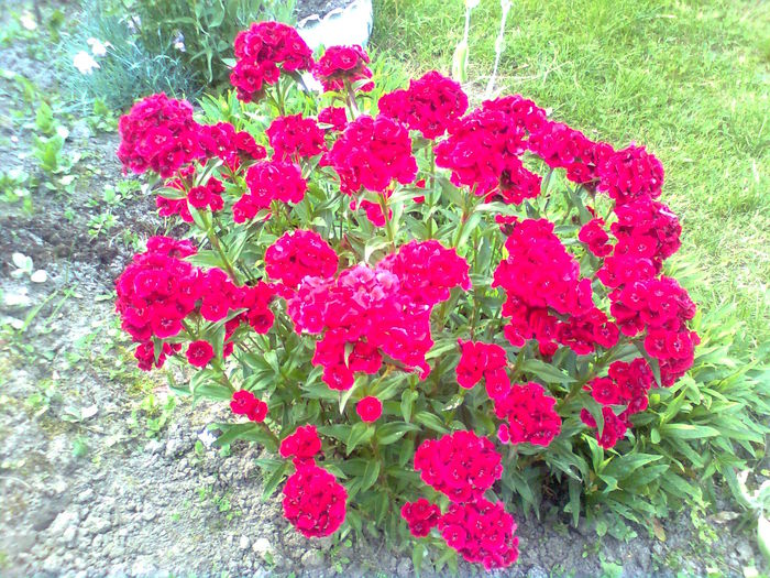 GAROFITE TURCESTI - PRIN GRADINA MEA 2015