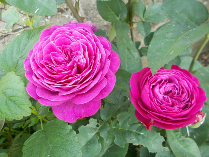 DSCN4881