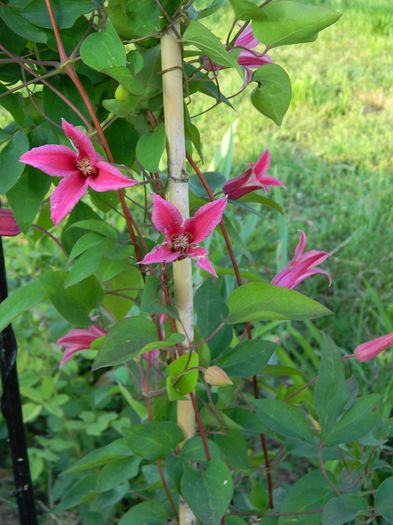 Princess Diana - Clematite 2015