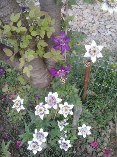 20150606_073017 - A  Clematite 2015