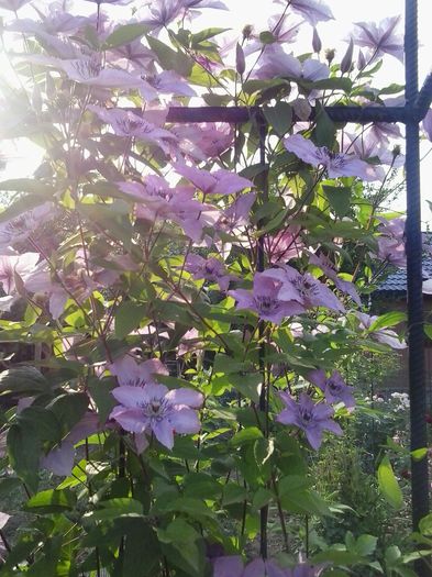 20150606_182203 - A  Clematite 2015