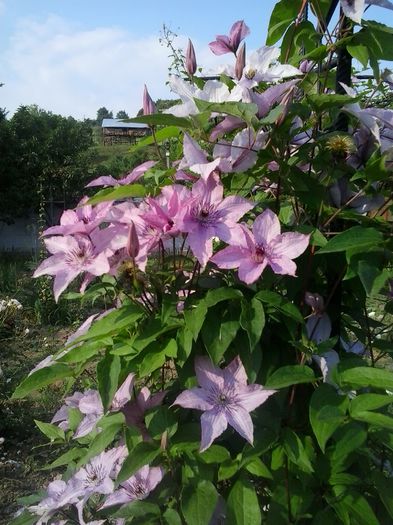 20150606_182210 - A  Clematite 2015