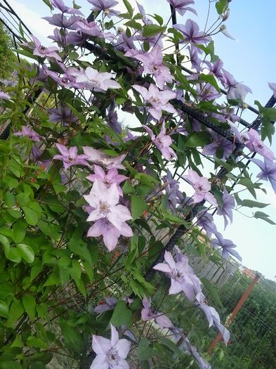 20150606_182228 - A  Clematite 2015