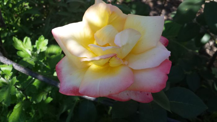 20150607_151830 - Florile mamei 2015
