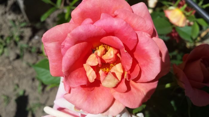 20150607_151818 - Florile mamei 2015