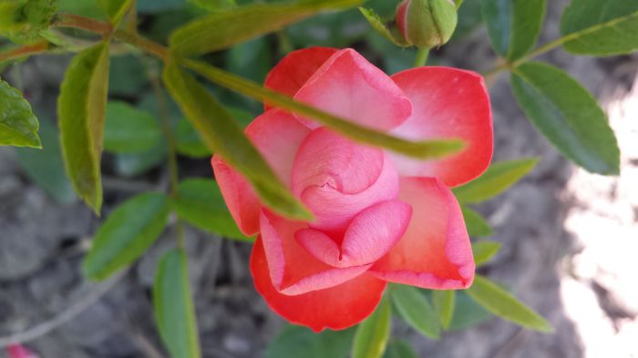 20150607_151736 - Florile mamei 2015