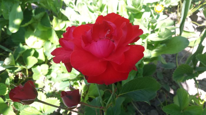 20150607_151653 - Florile mamei 2015