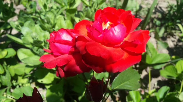 20150607_151703 - Florile mamei 2015