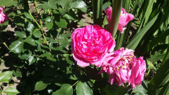 20150607_151552 - Florile mamei 2015