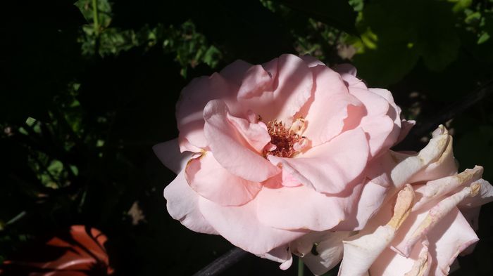 20150607_151531 - Florile mamei 2015