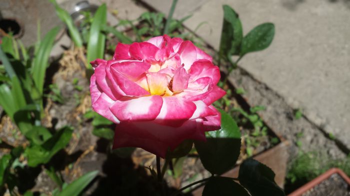 20150607_151340 - Florile mamei 2015