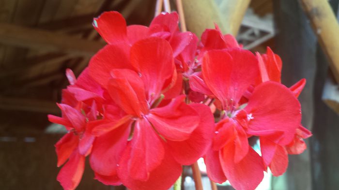 20150607_151239 - Florile mamei 2015